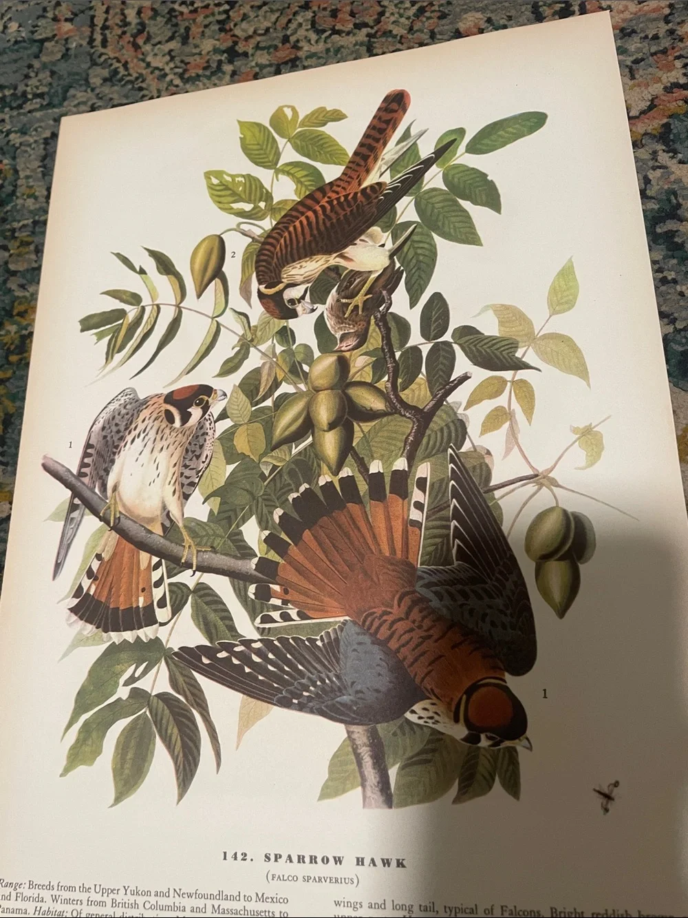 Vintage Bird Print Wall Art - Rust Orange & Green